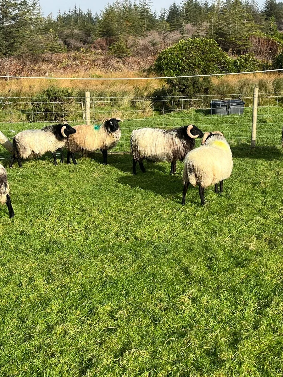 Mayo blackface ram lambs - Image 4