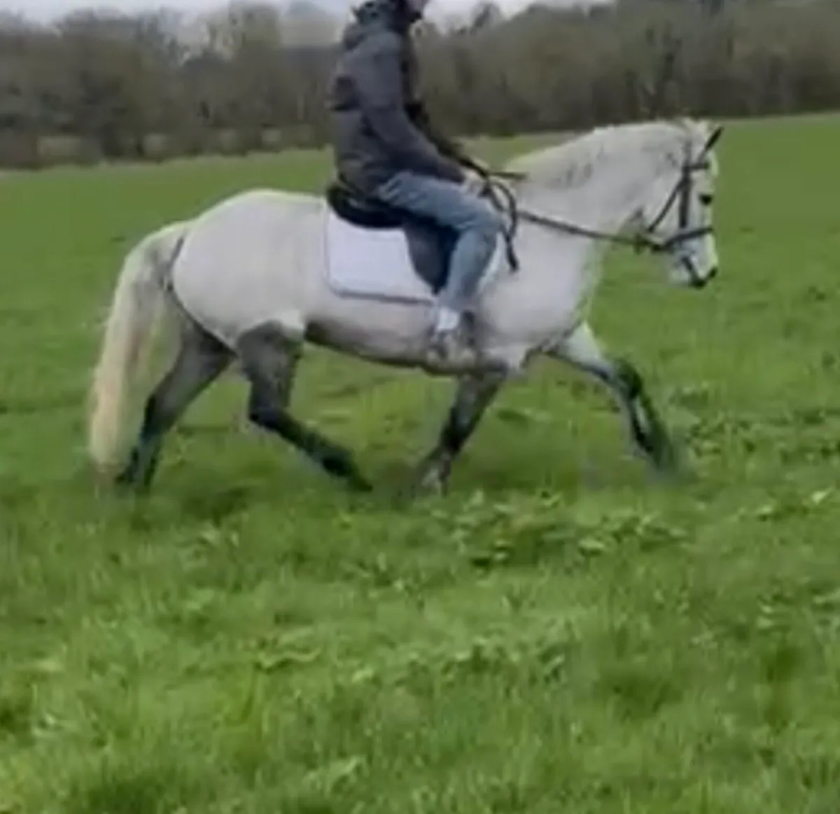 Perfect child's pony - Image 2