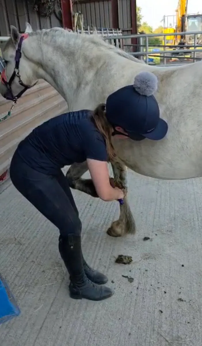 Perfect child's pony - Image 3