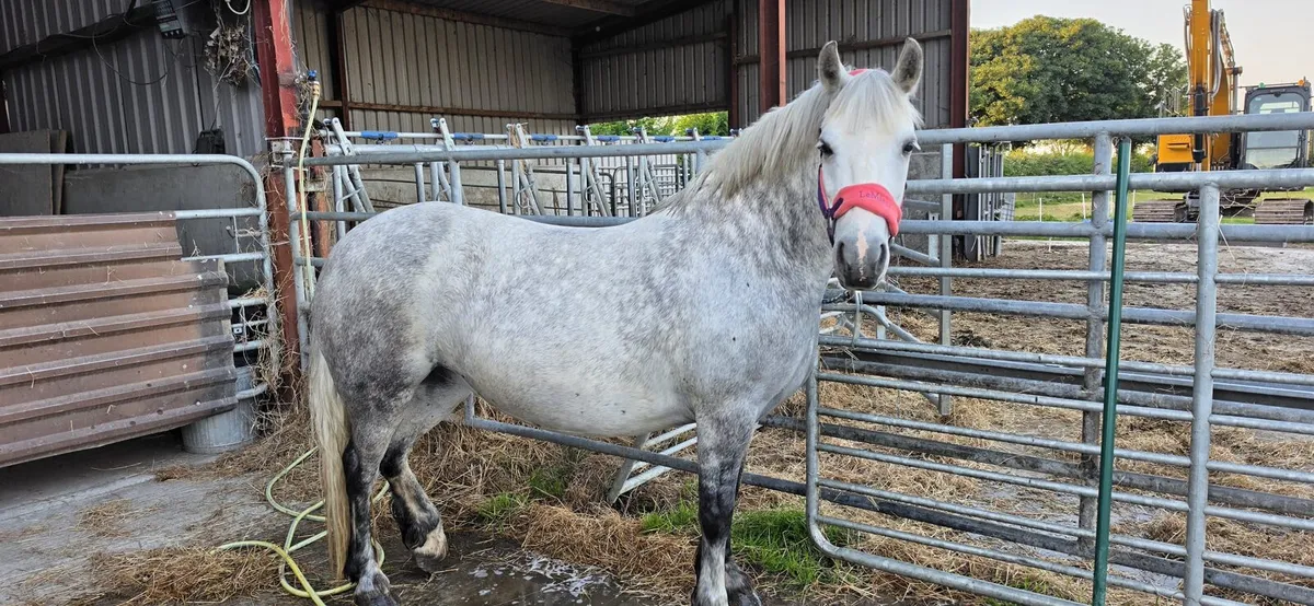 Perfect child's pony - Image 1