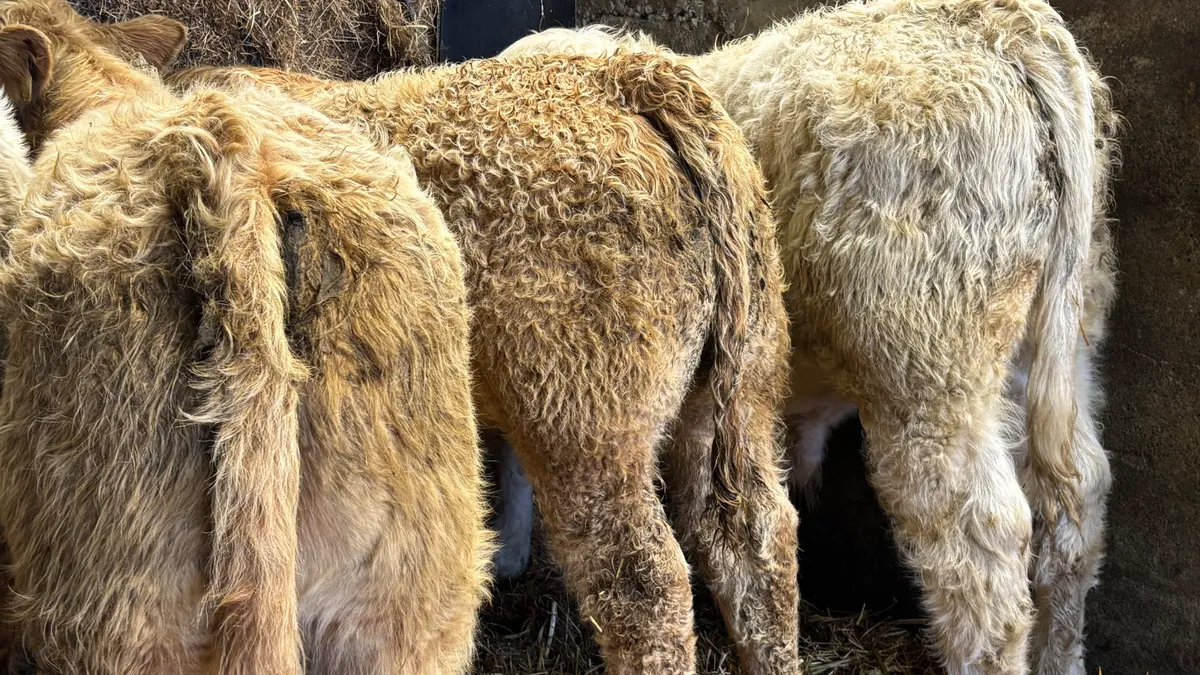 ⭐️ 6 Super Charolais Bull Weanlings ⭐️ - Image 4