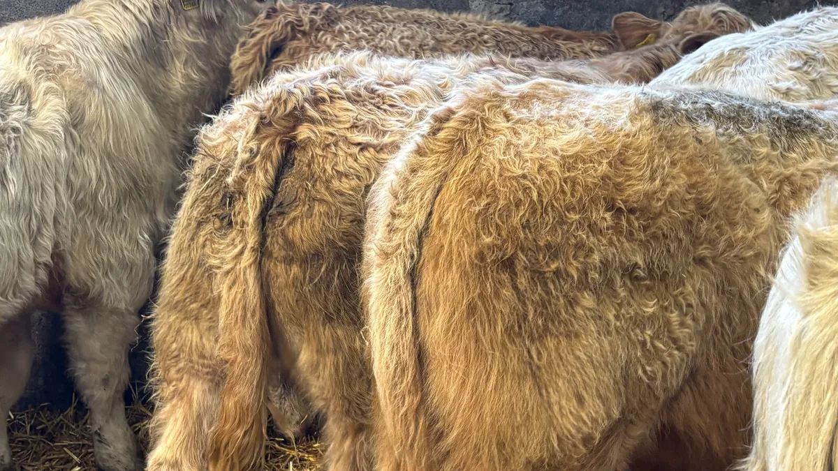 ⭐️ 6 Super Charolais Bull Weanlings ⭐️ - Image 2