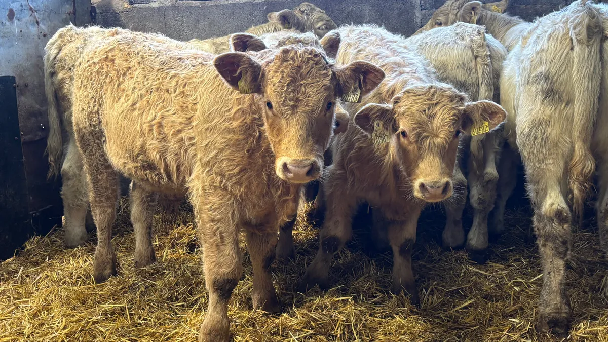 ⭐️ 6 Super Charolais Bull Weanlings ⭐️ - Image 3