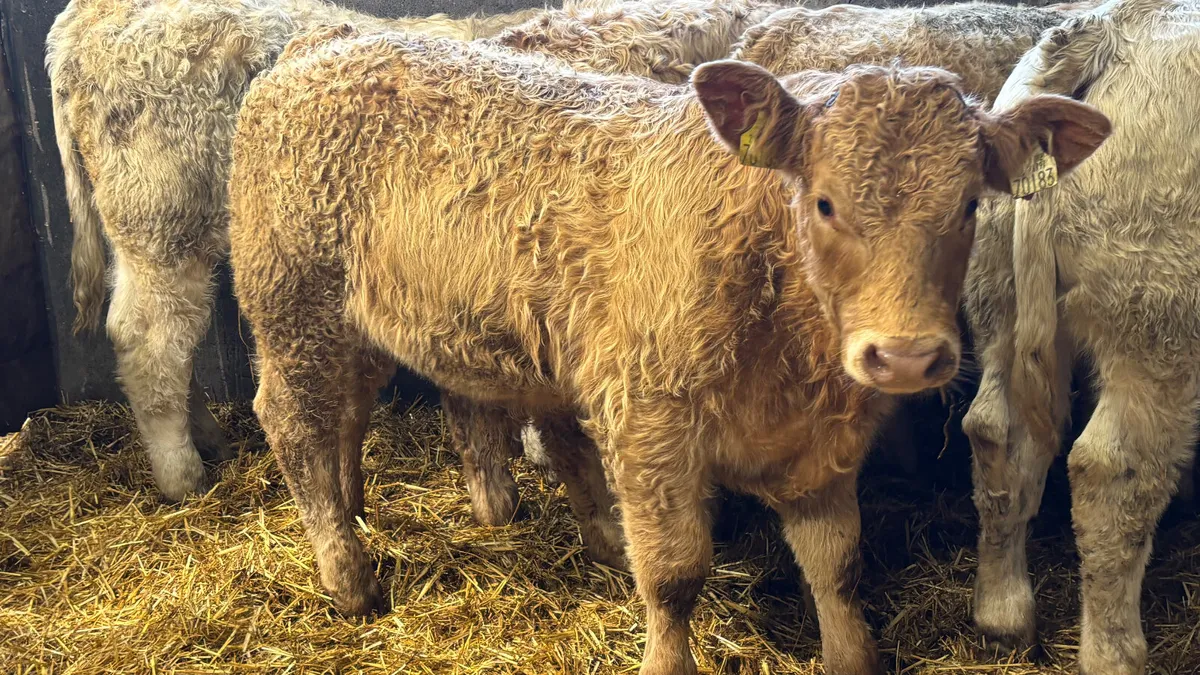 ⭐️ 6 Super Charolais Bull Weanlings ⭐️ - Image 1