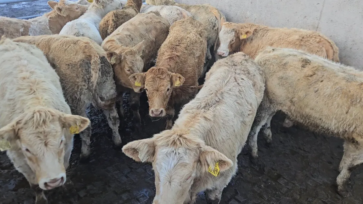 18 Smashing Charolais Heifers. - Image 2