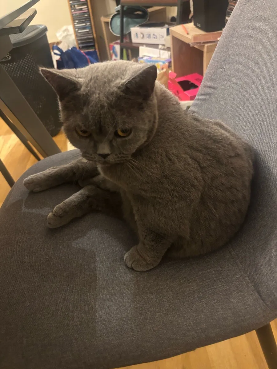 Cats for adoption - Image 1