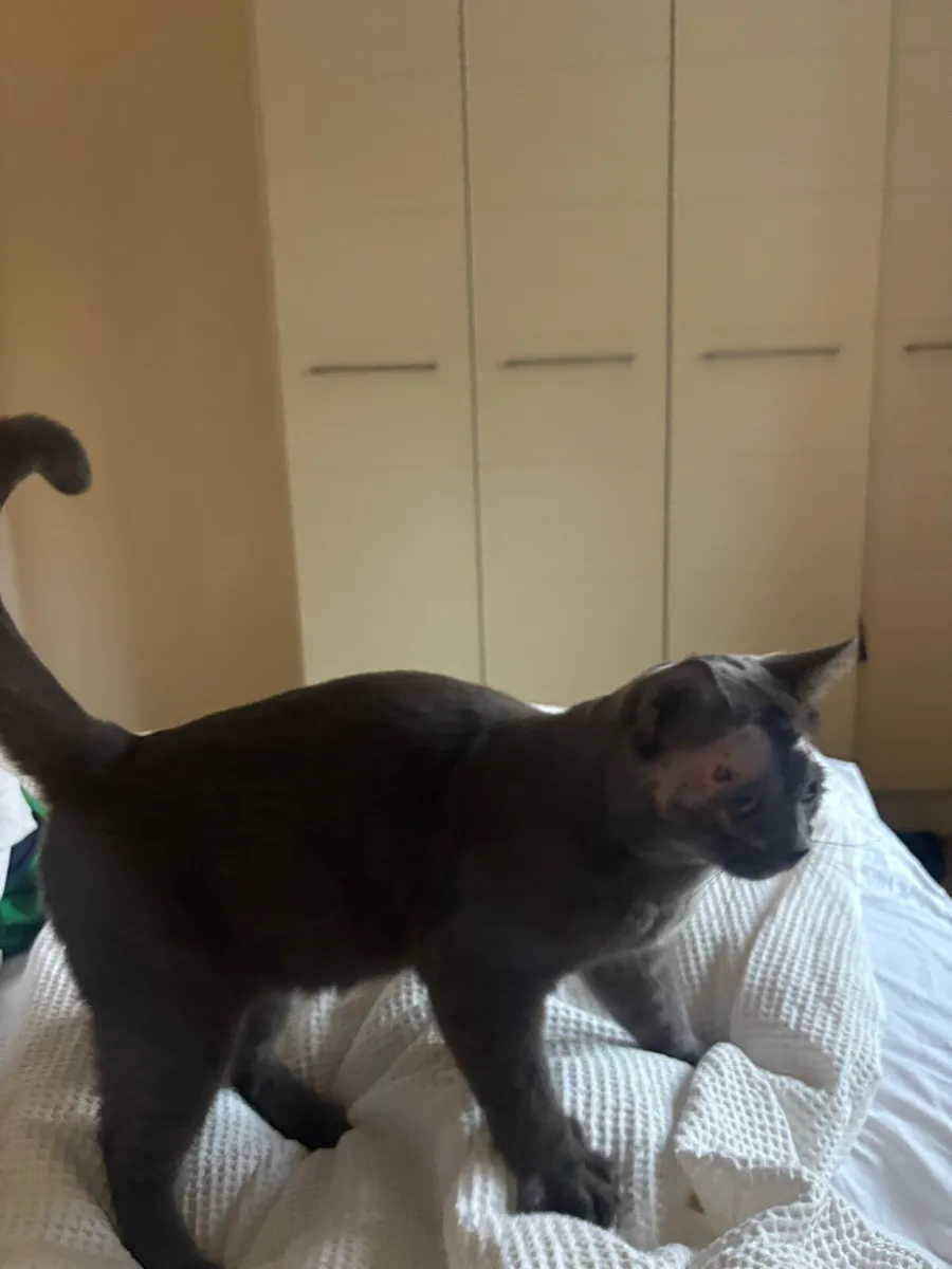 Cats for adoption - Image 2