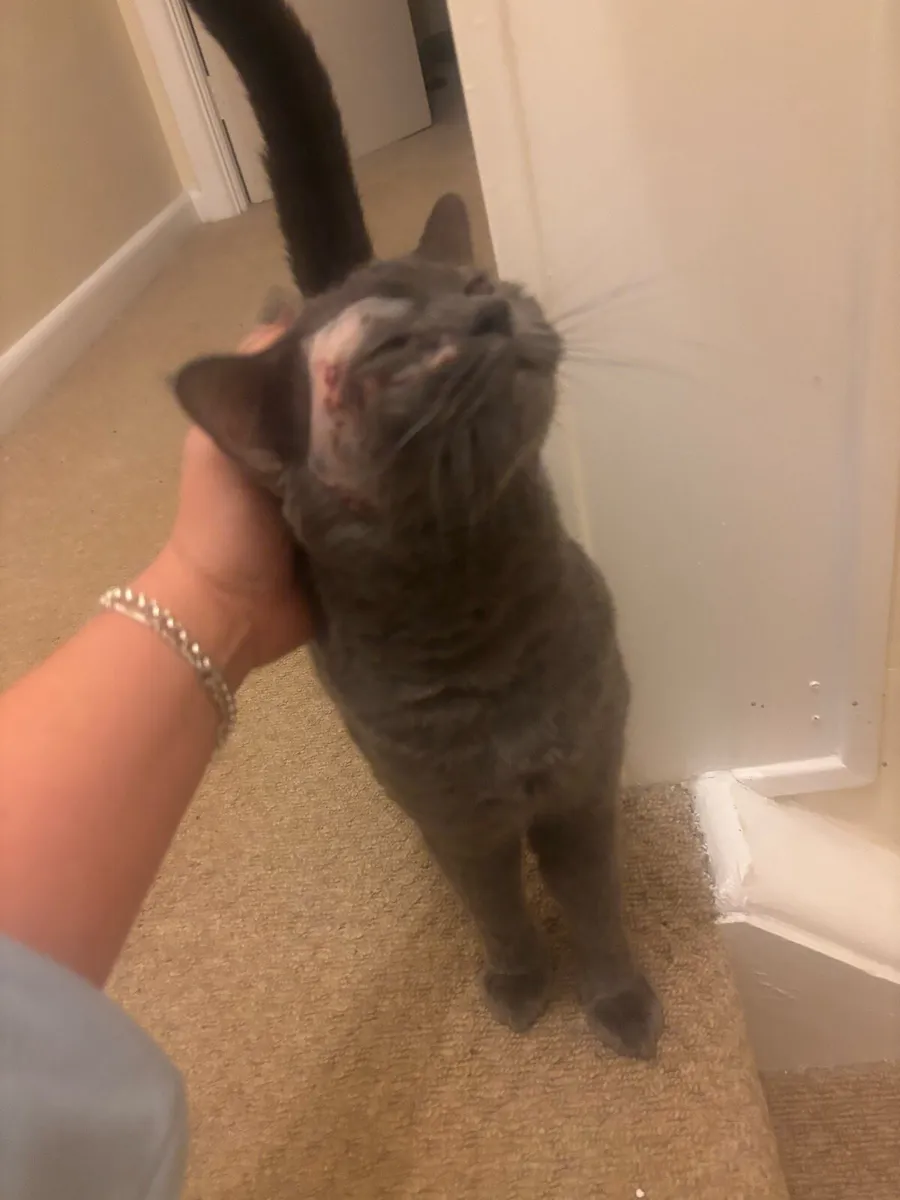 Cats for adoption - Image 3