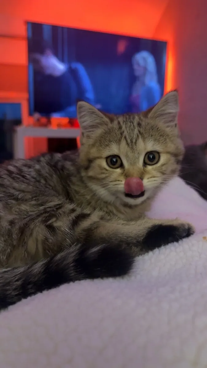 Kittens (British shorthair) - Image 3