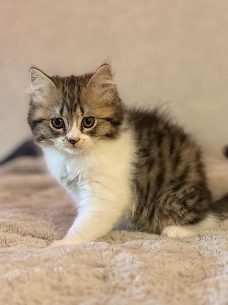 Kittens (British shorthair) - Image 1
