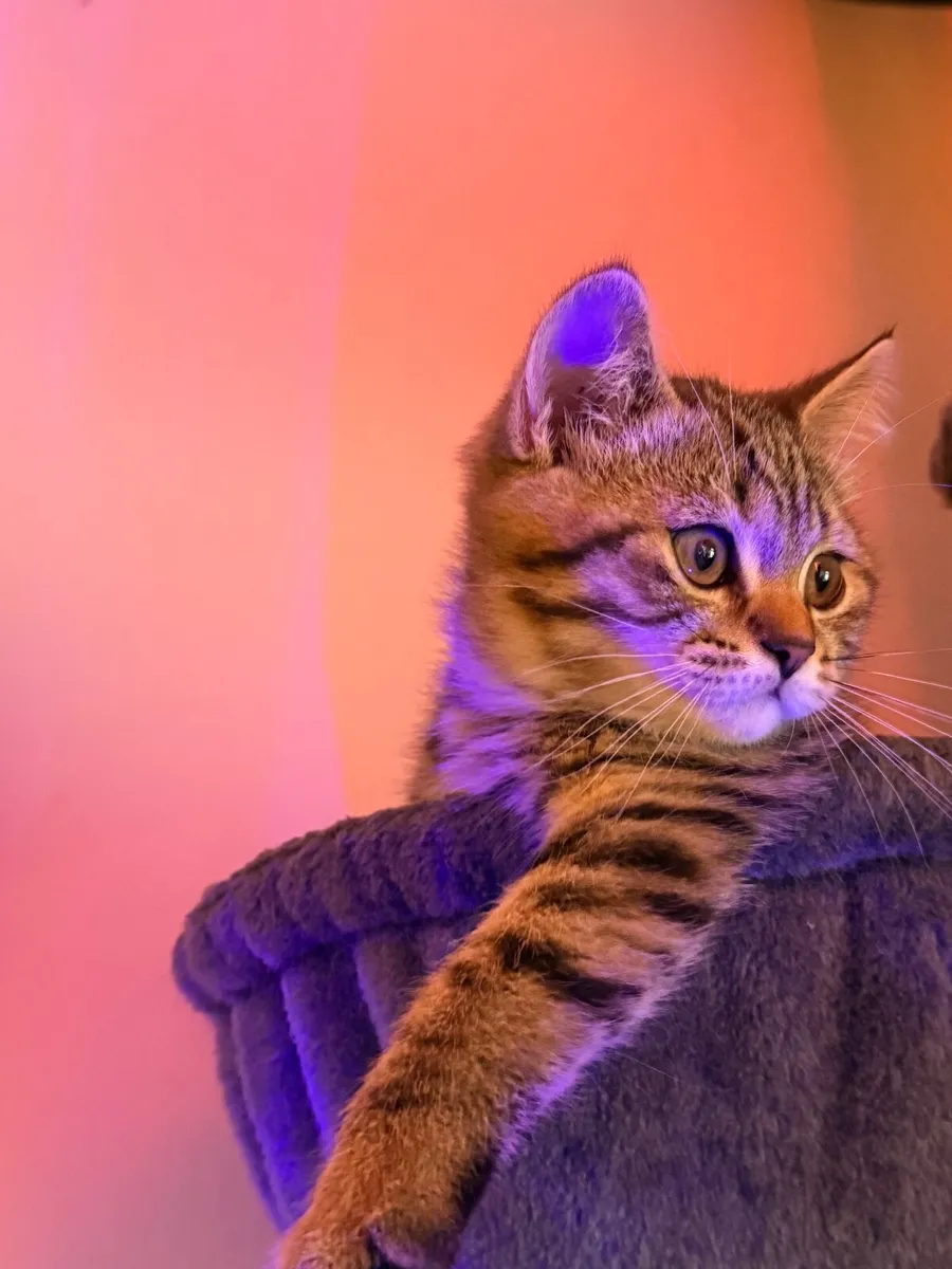 Kittens (British shorthair) - Image 4
