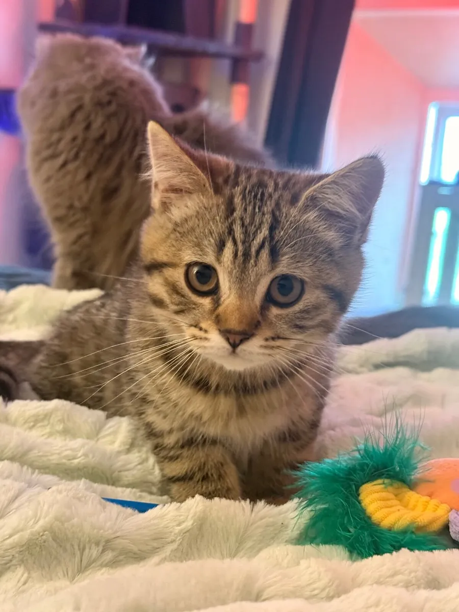 Kittens (British shorthair) - Image 3