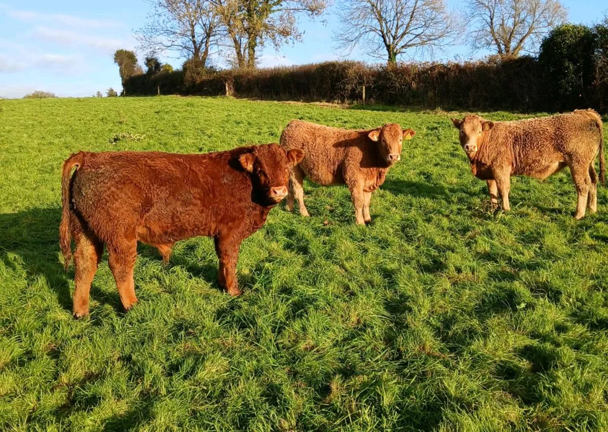 Weanlings corrin mart Thursday - Image 1