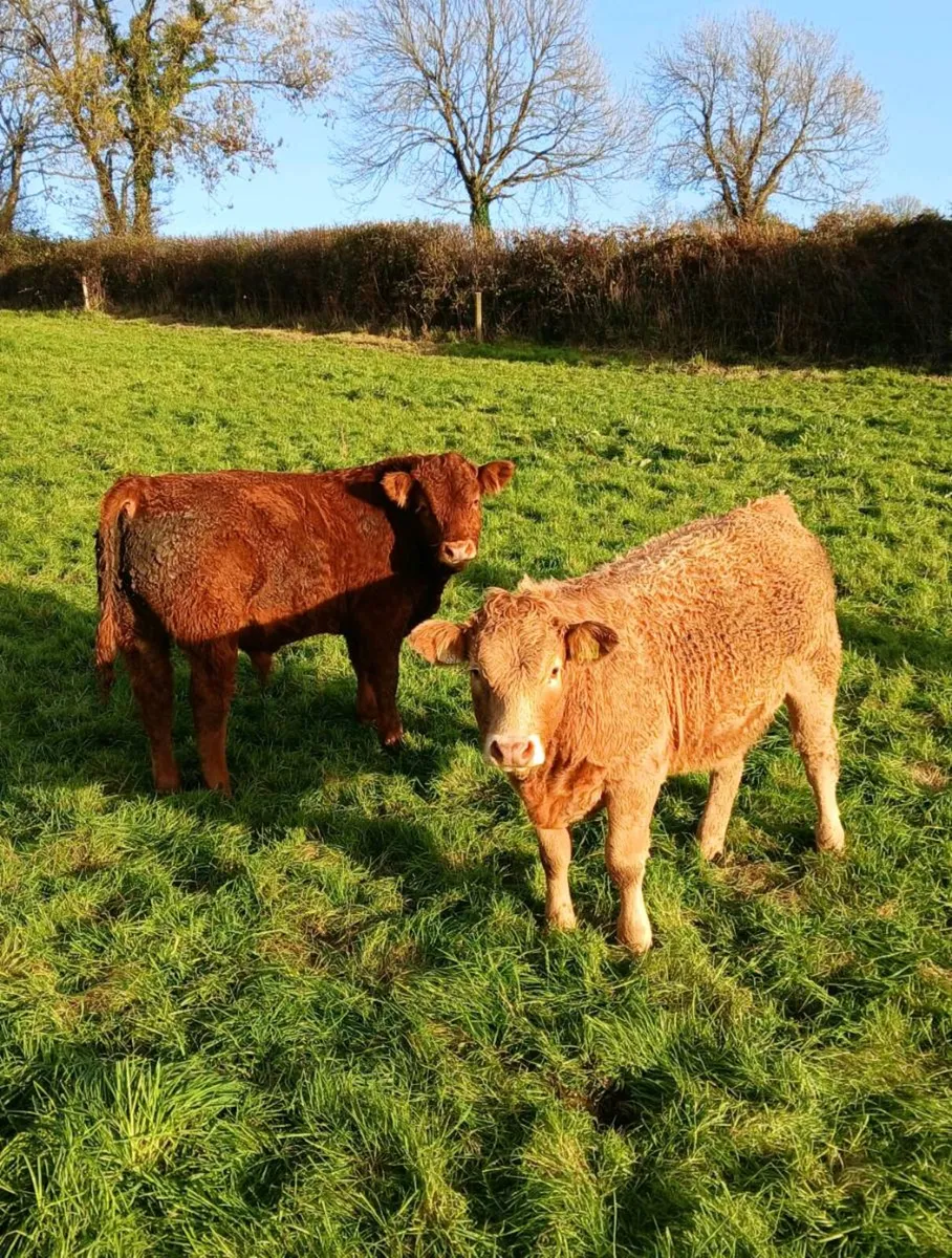 Weanlings corrin mart Thursday - Image 2
