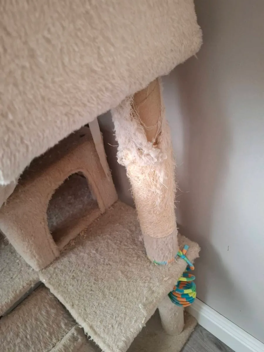 Cat Climbing Tree - Image 2