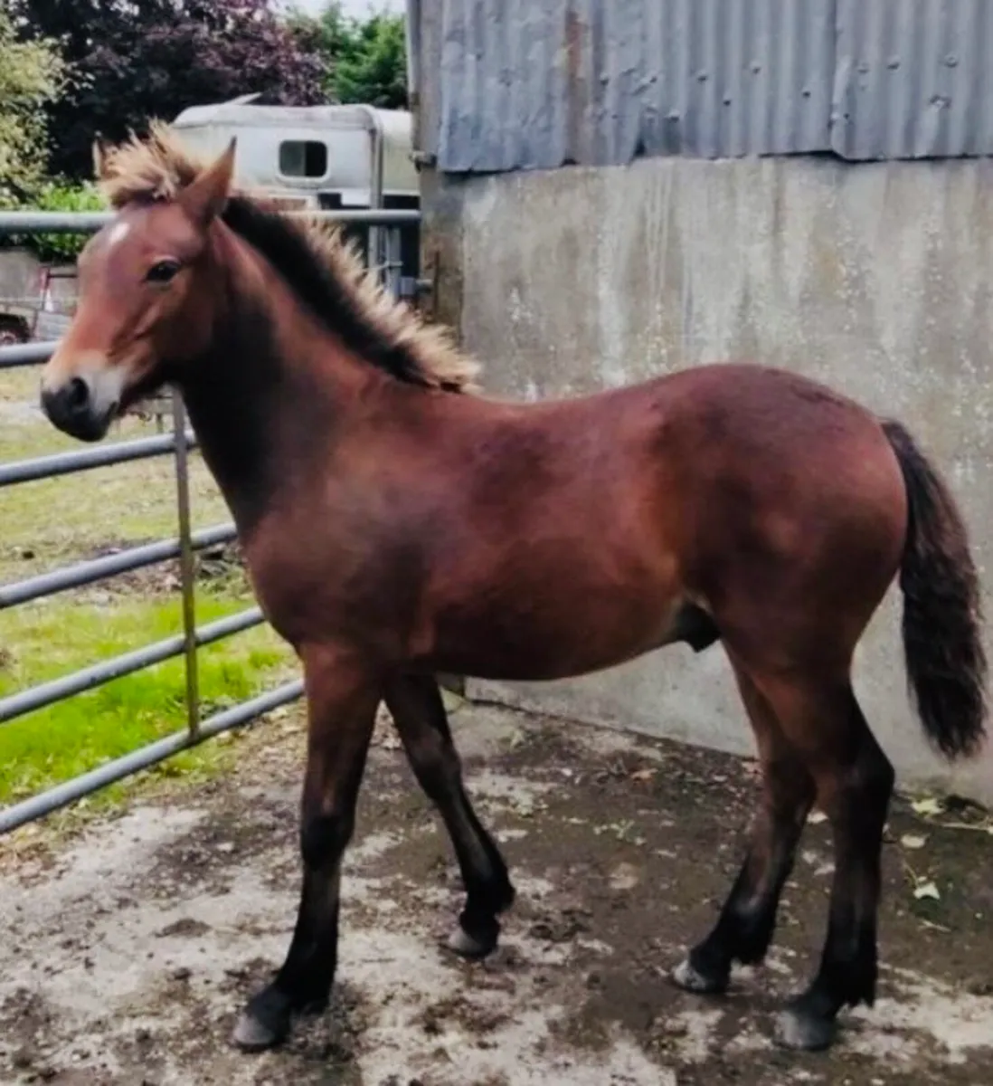 Bay Colt Foal - Image 1