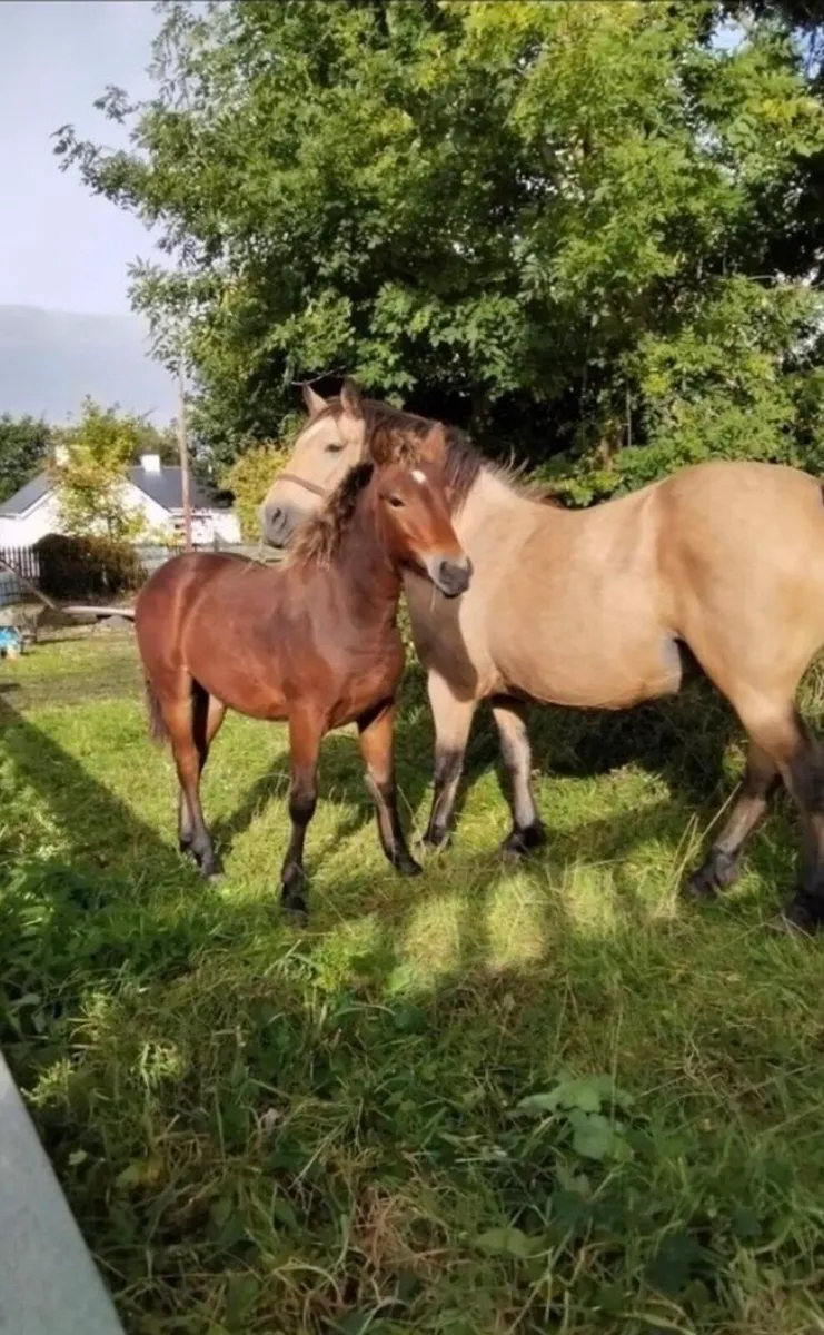 Bay Colt Foal - Image 2
