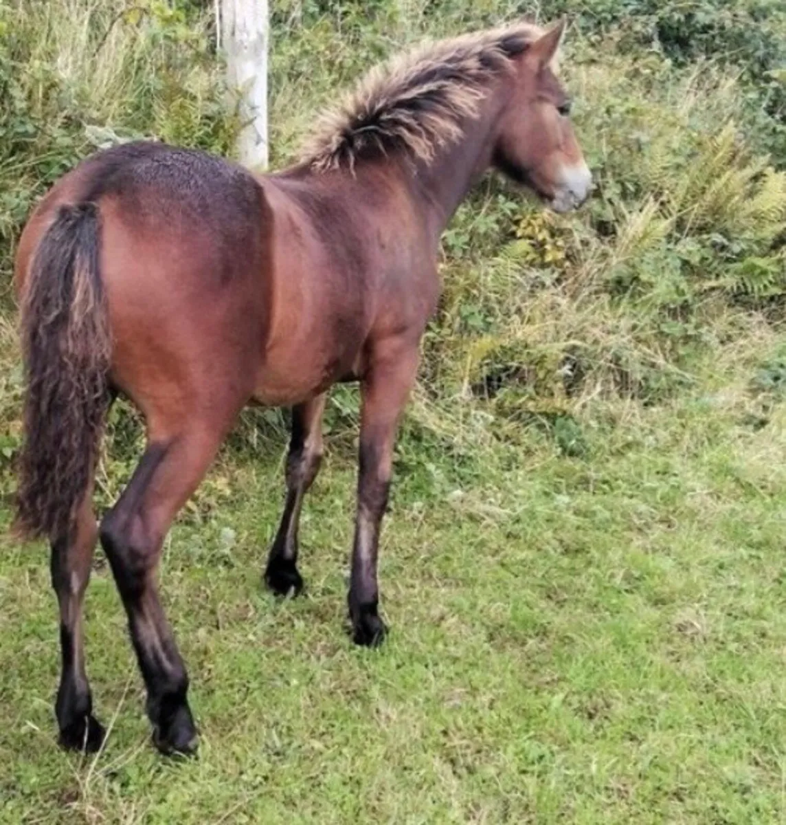 Bay Colt Foal - Image 3