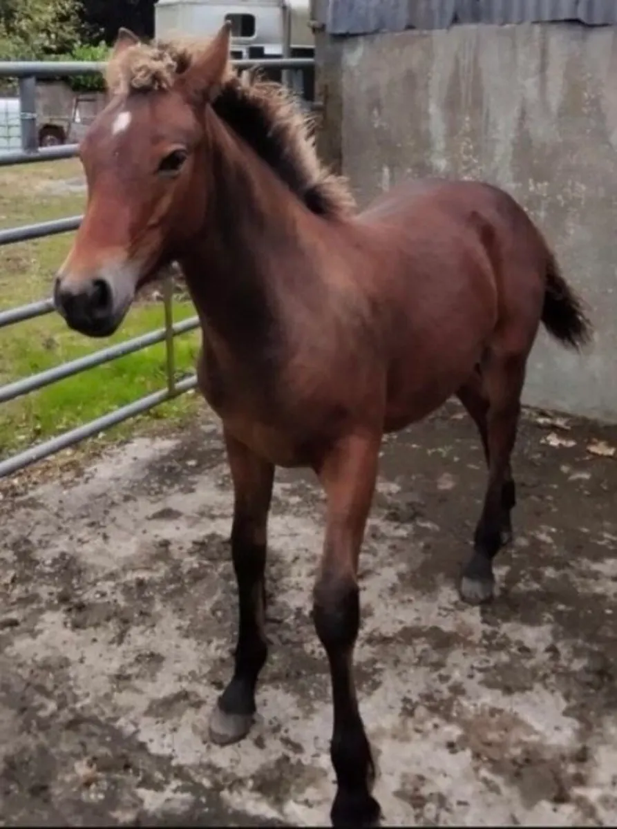 Bay Colt Foal - Image 4