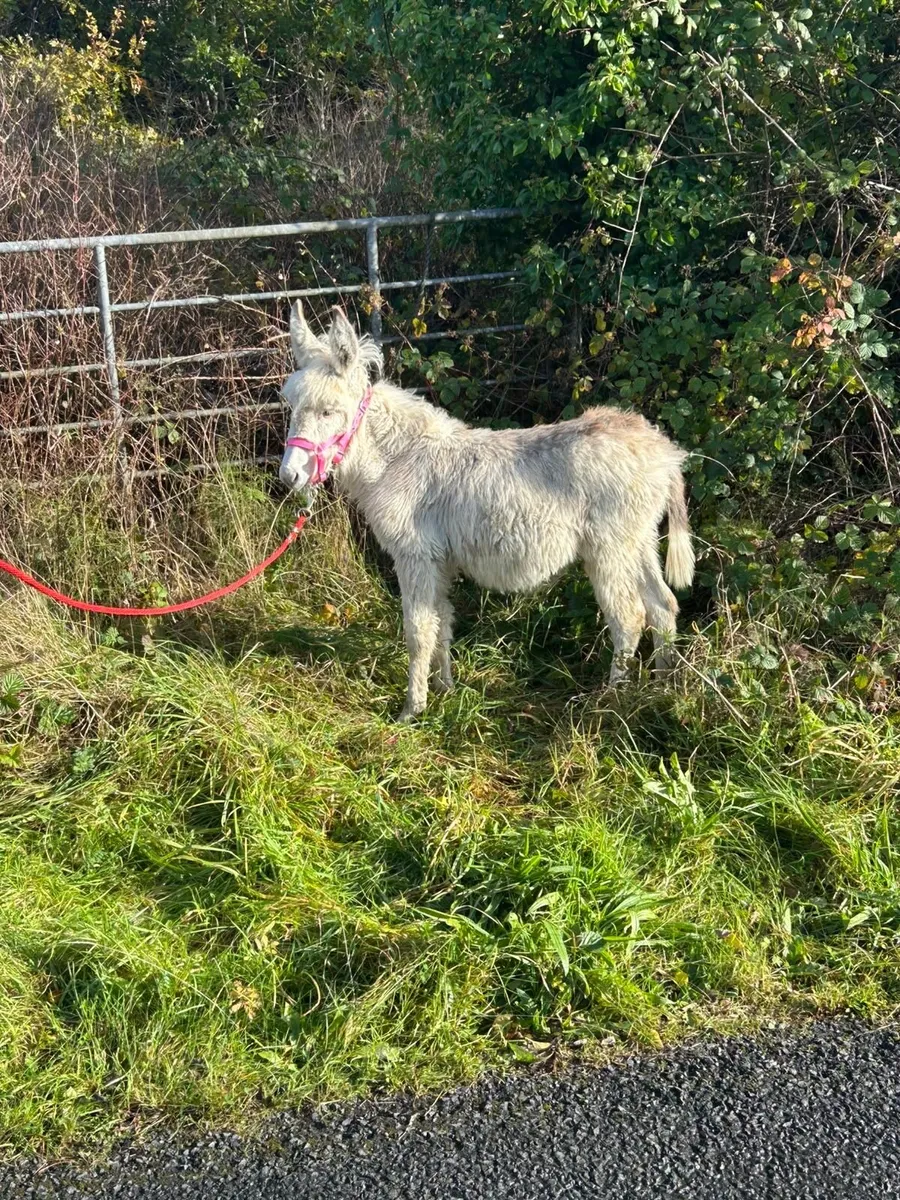 SNOW WHITE DONKEY FOAL - Image 2