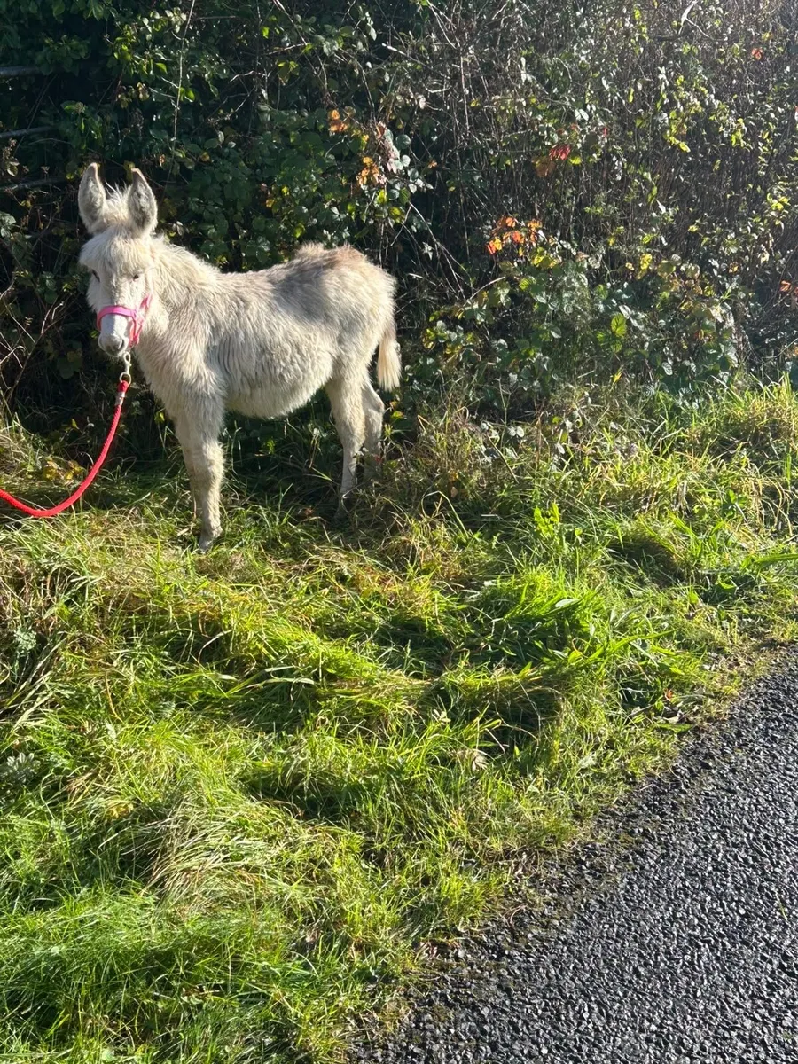 SNOW WHITE DONKEY FOAL - Image 3