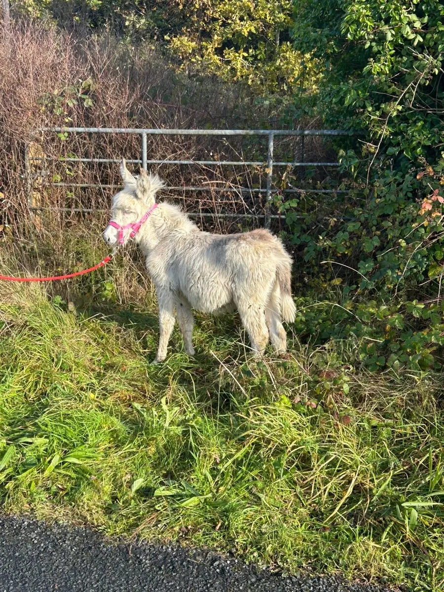 SNOW WHITE DONKEY FOAL - Image 4