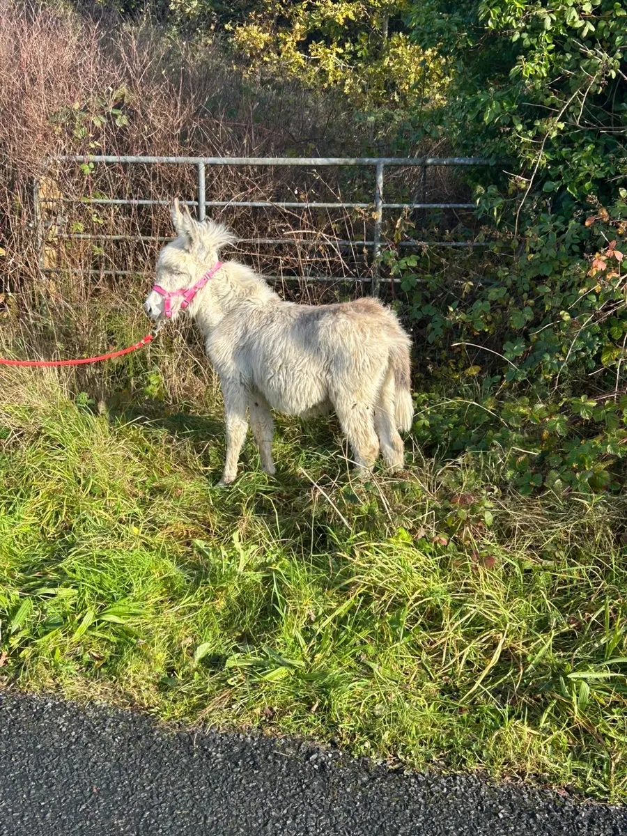 SNOW WHITE DONKEY FOAL - Image 1