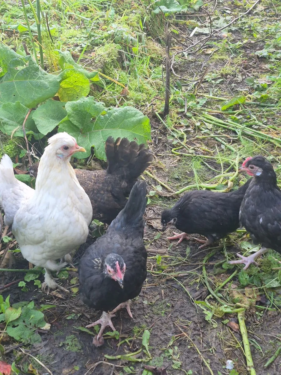 Poultry - Image 2