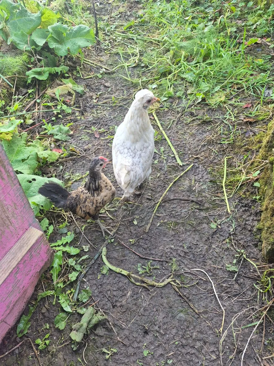 Poultry - Image 1