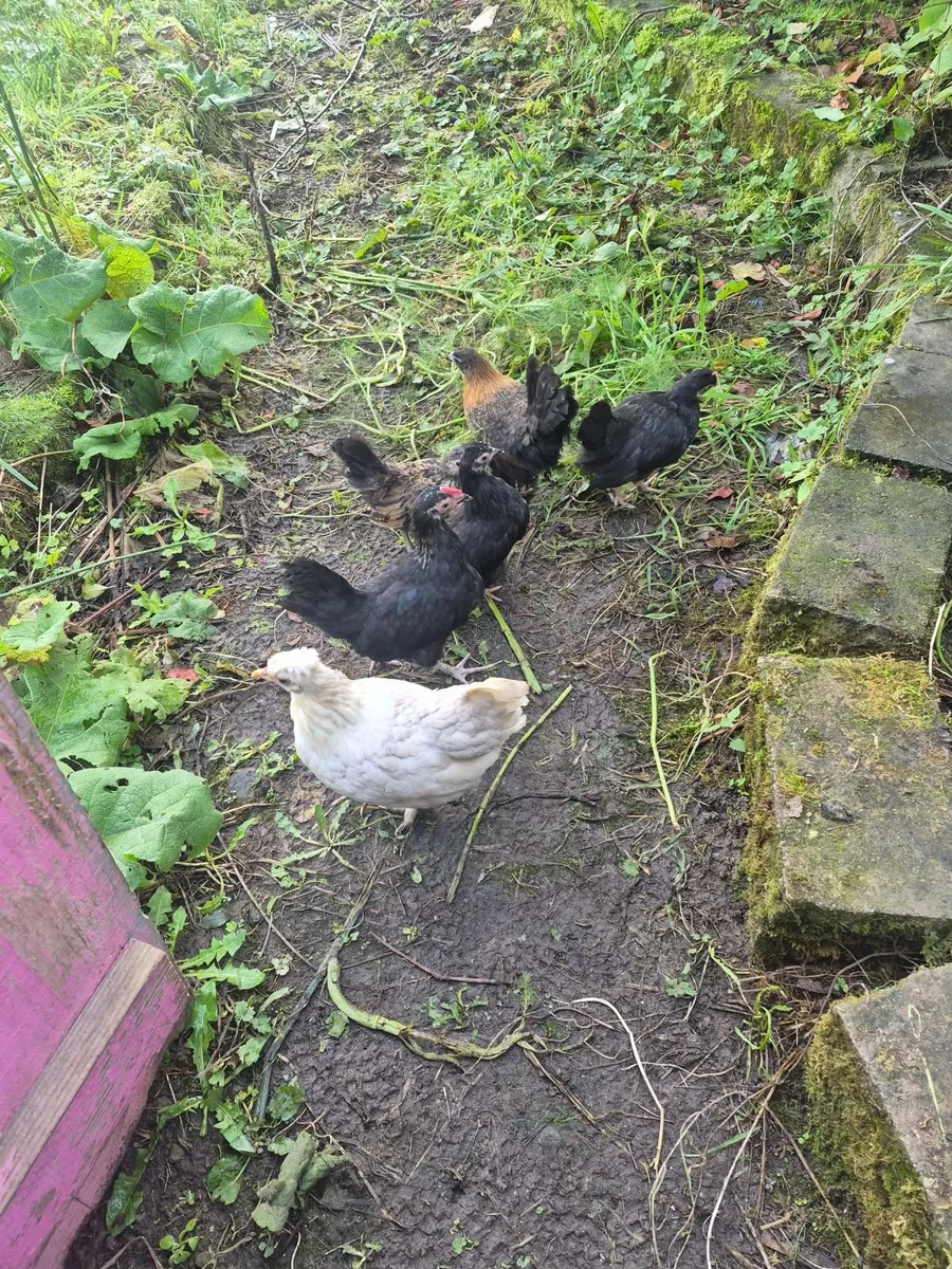 Poultry - Image 4