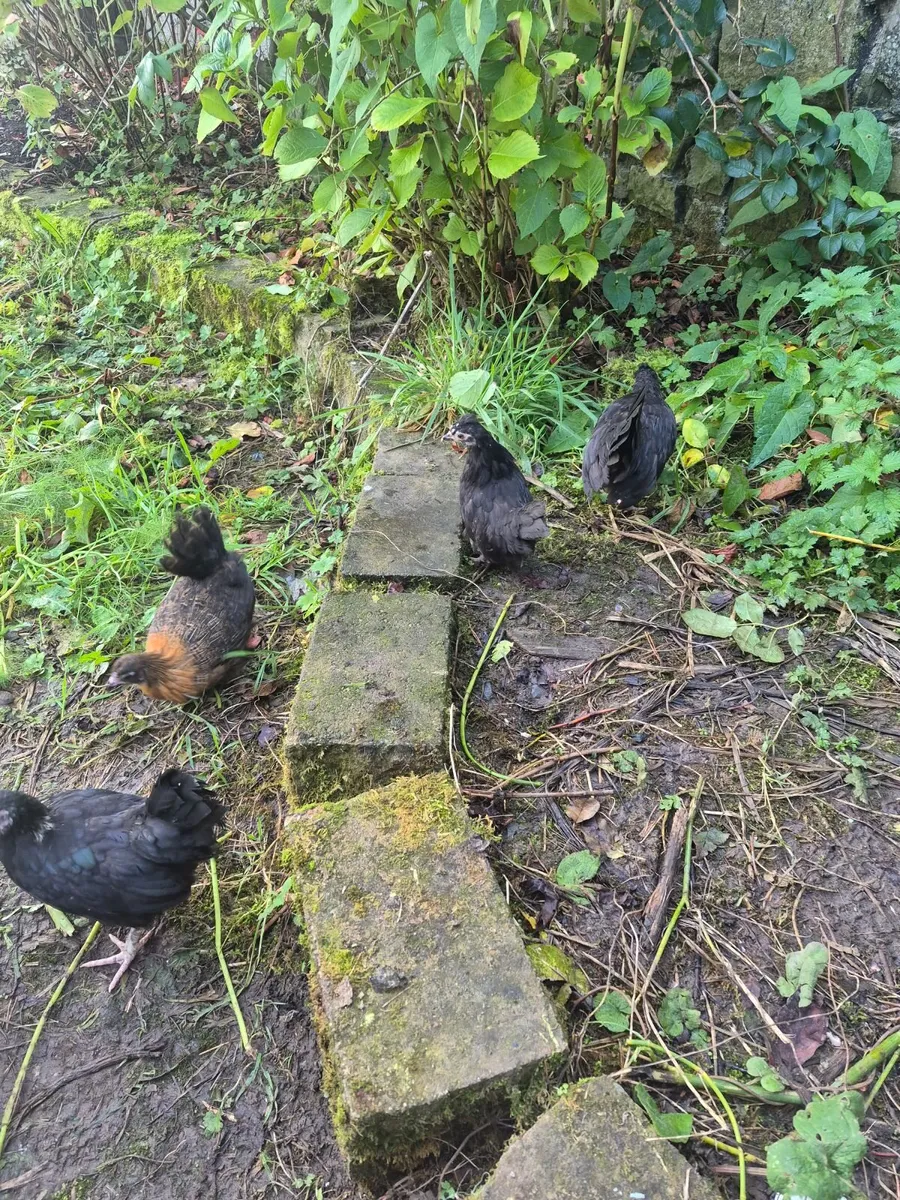 Poultry - Image 3