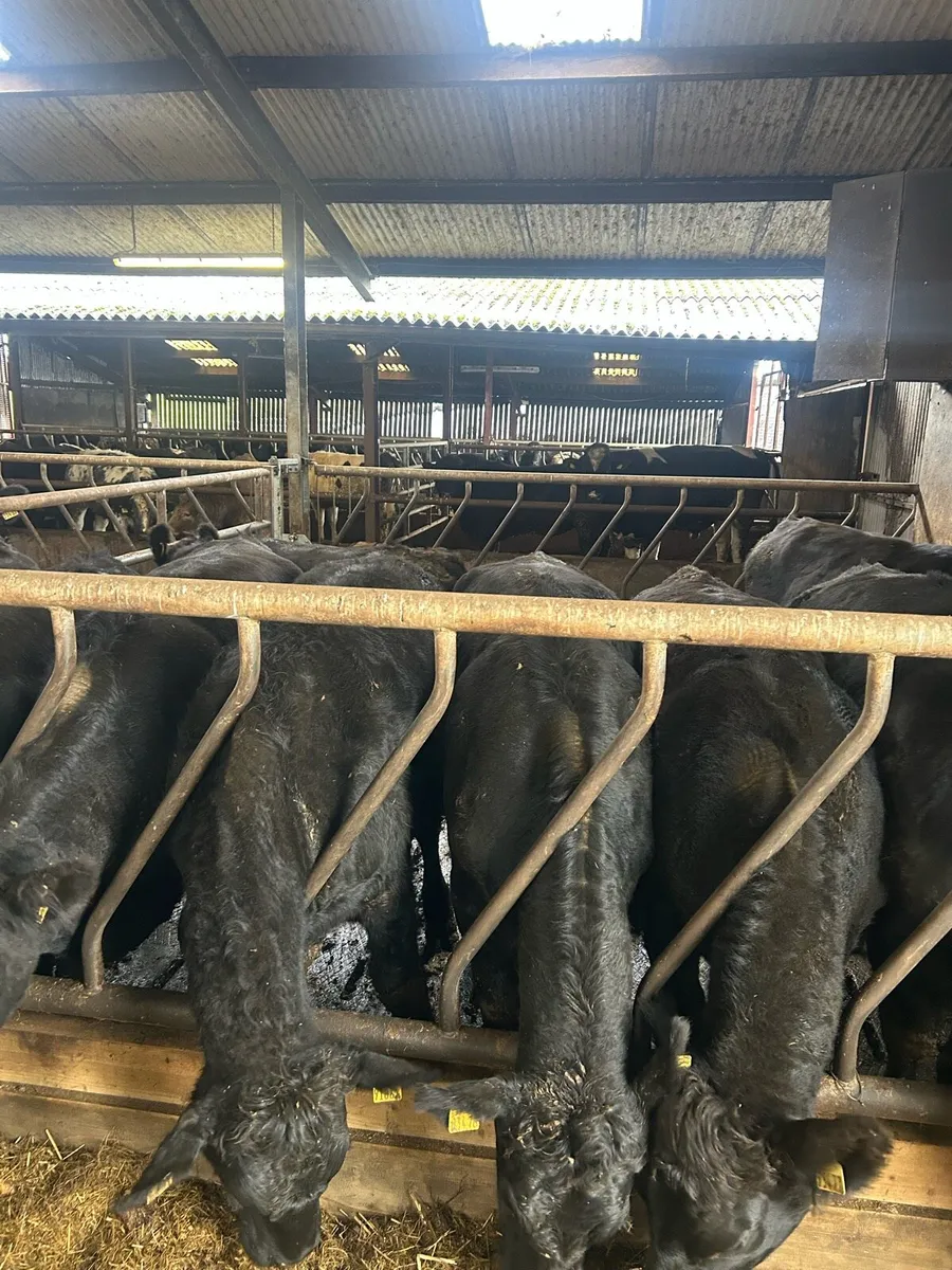 45 AAX cattle - Image 2