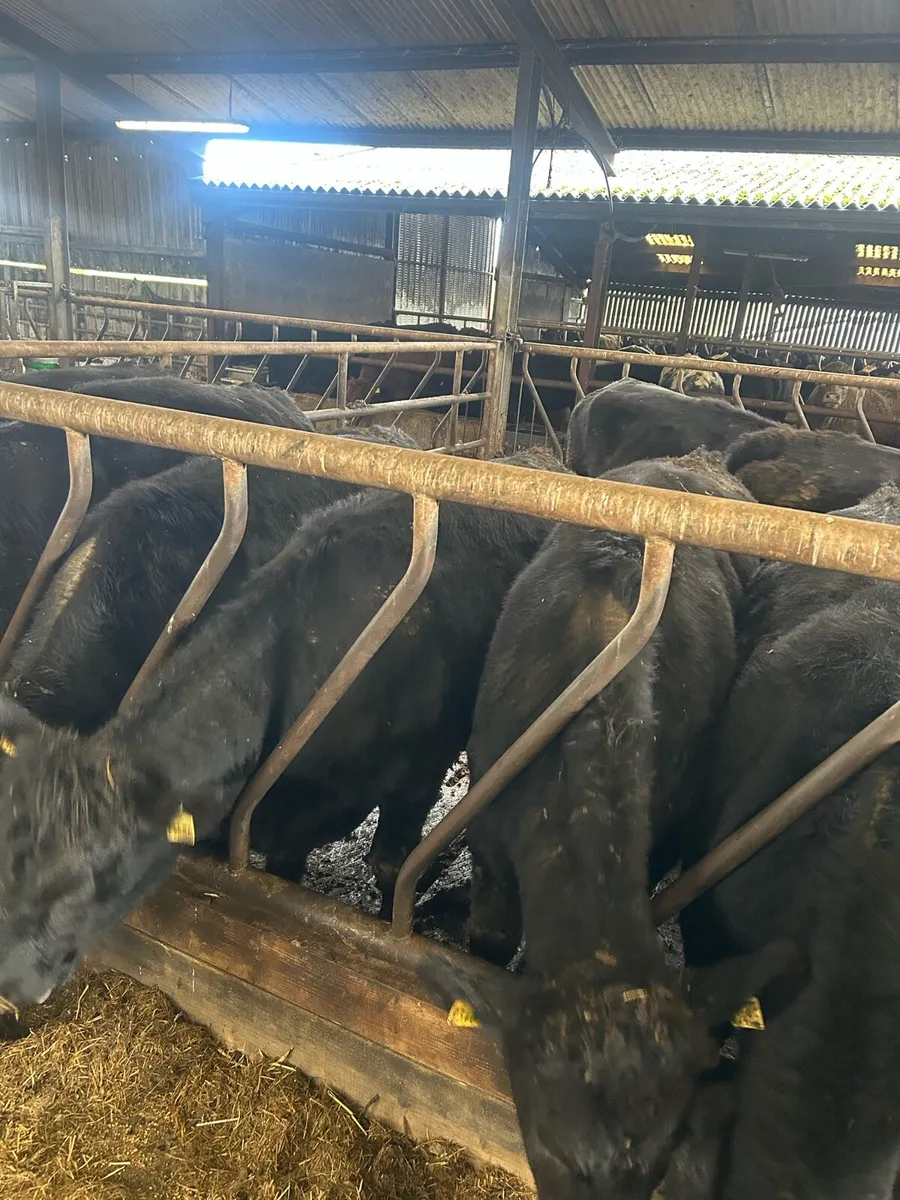 45 AAX cattle - Image 3