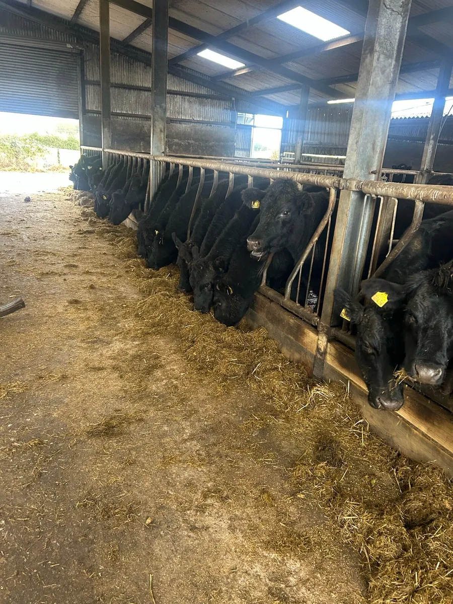 45 AAX cattle - Image 1