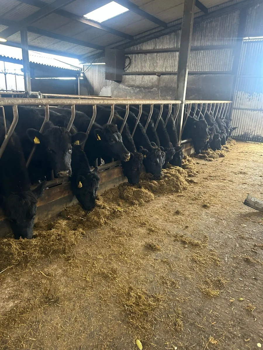 45 AAX cattle - Image 4