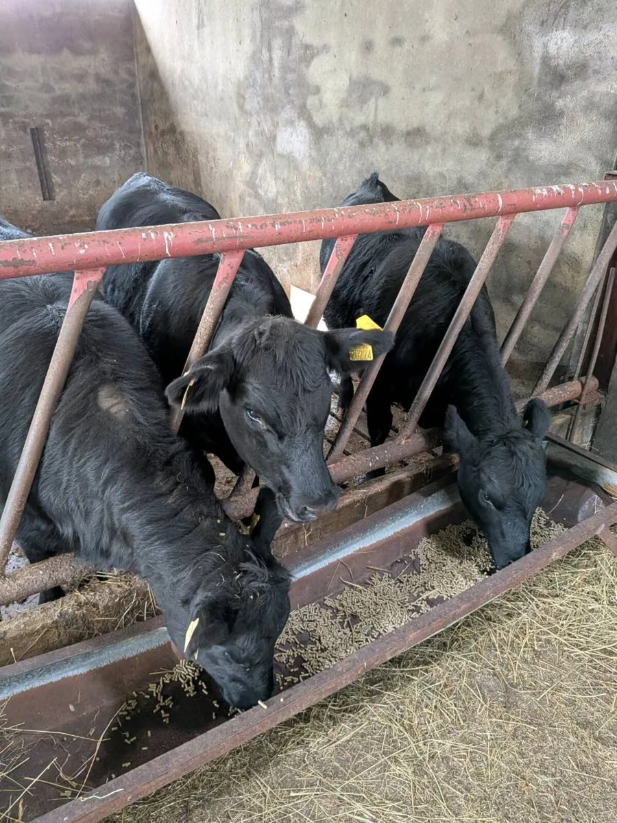 3 Organic AA heifers - Image 1