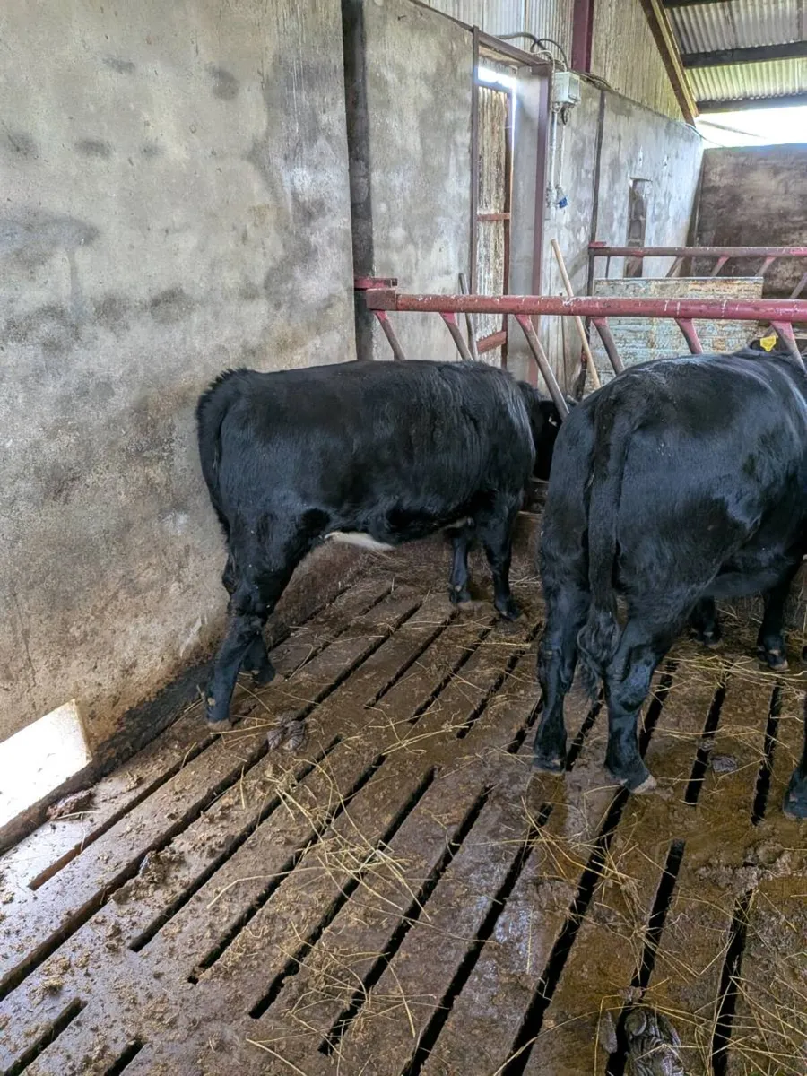 3 Organic AA heifers - Image 3