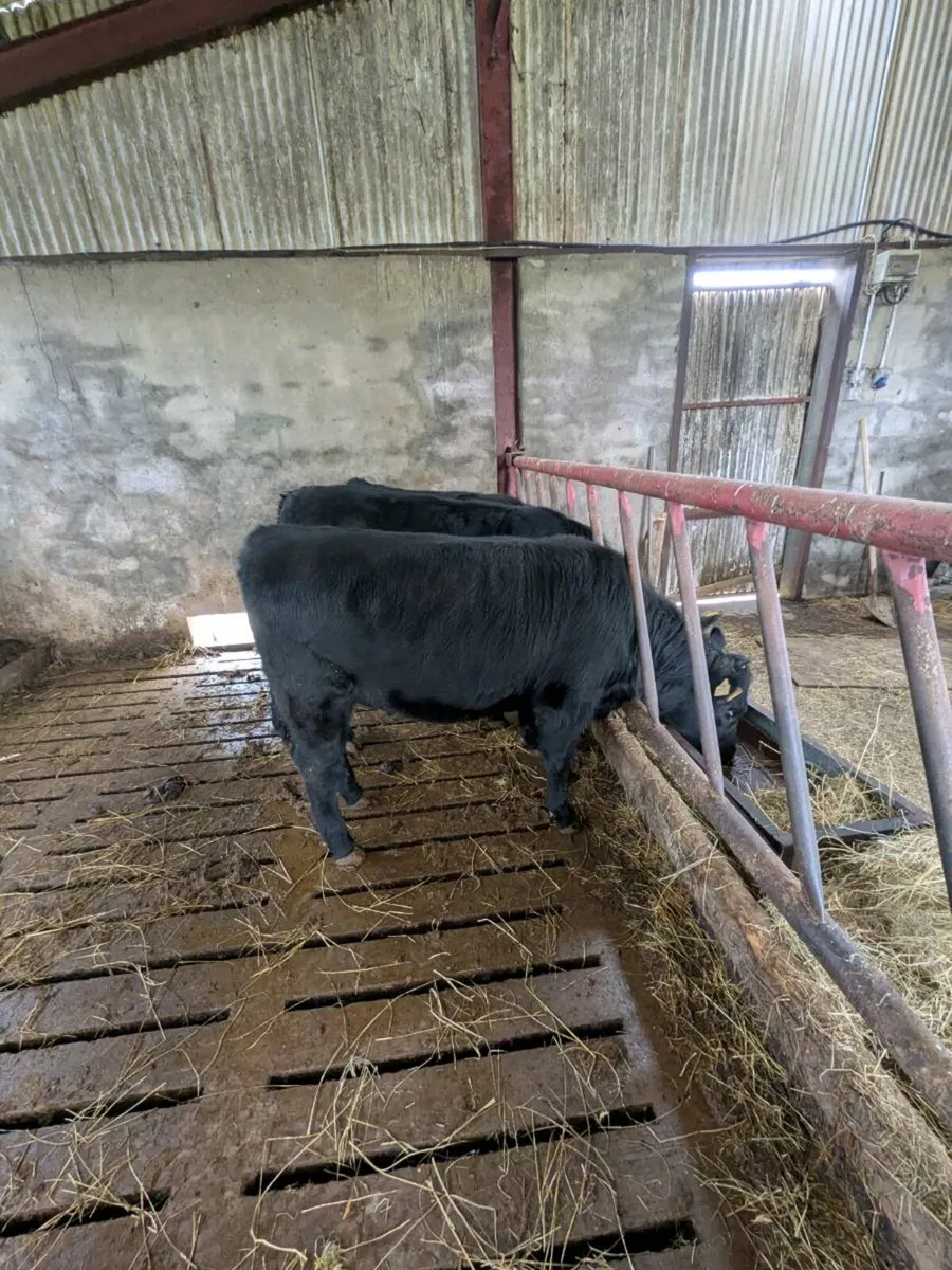 3 Organic AA heifers - Image 2
