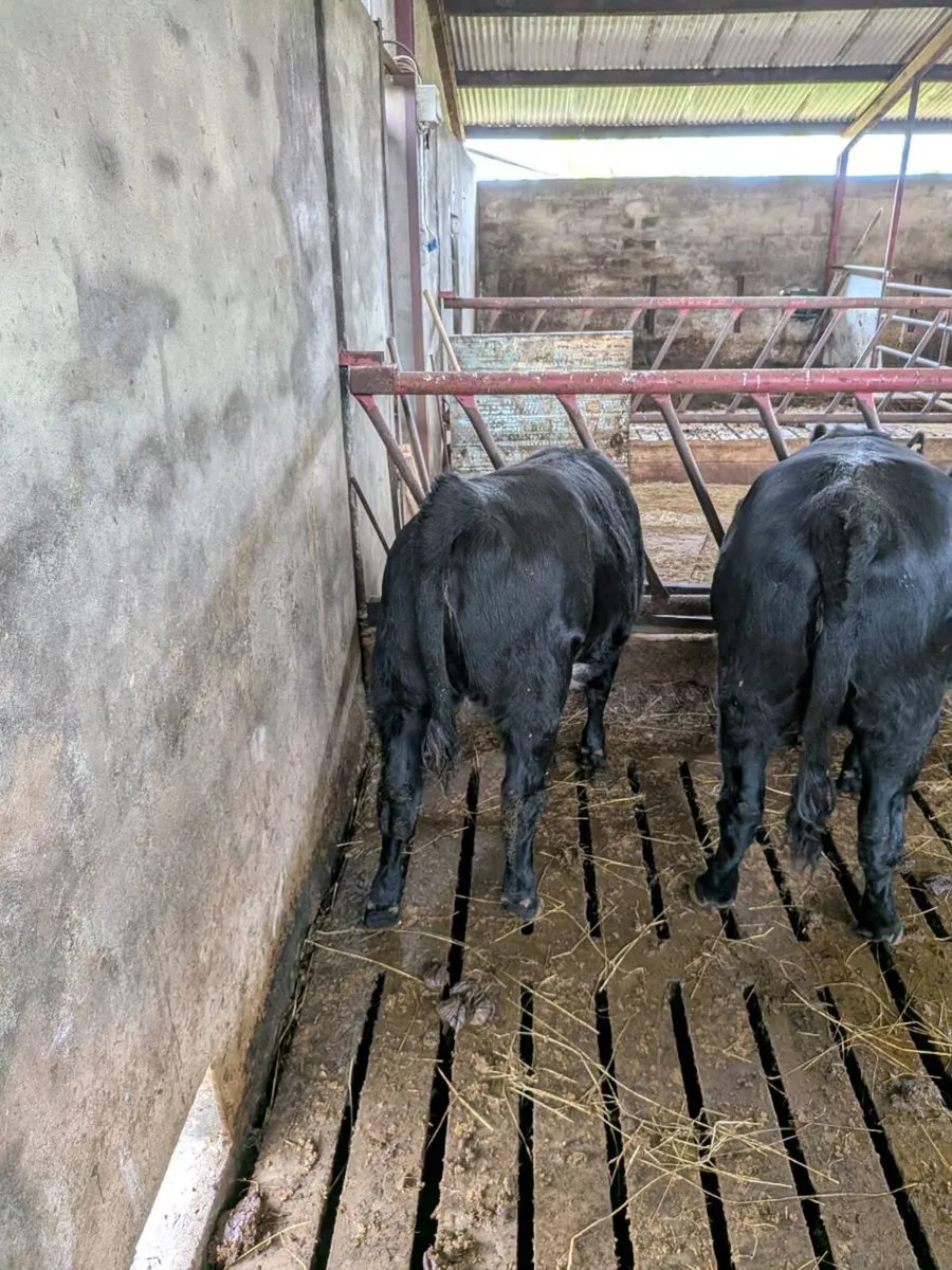 3 Organic AA heifers - Image 4