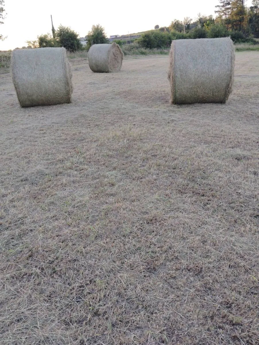Organic Hay - Image 3
