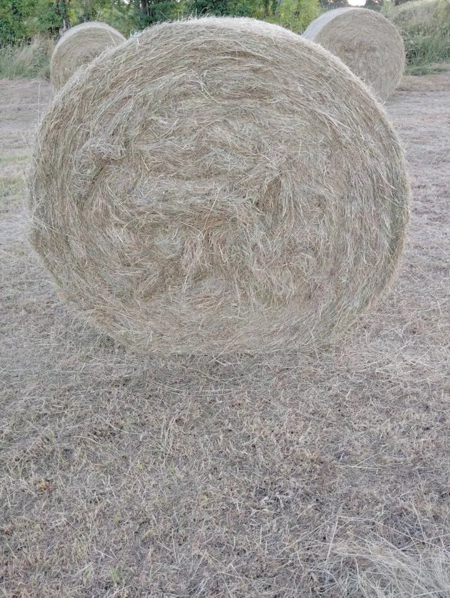 Organic Hay - Image 4