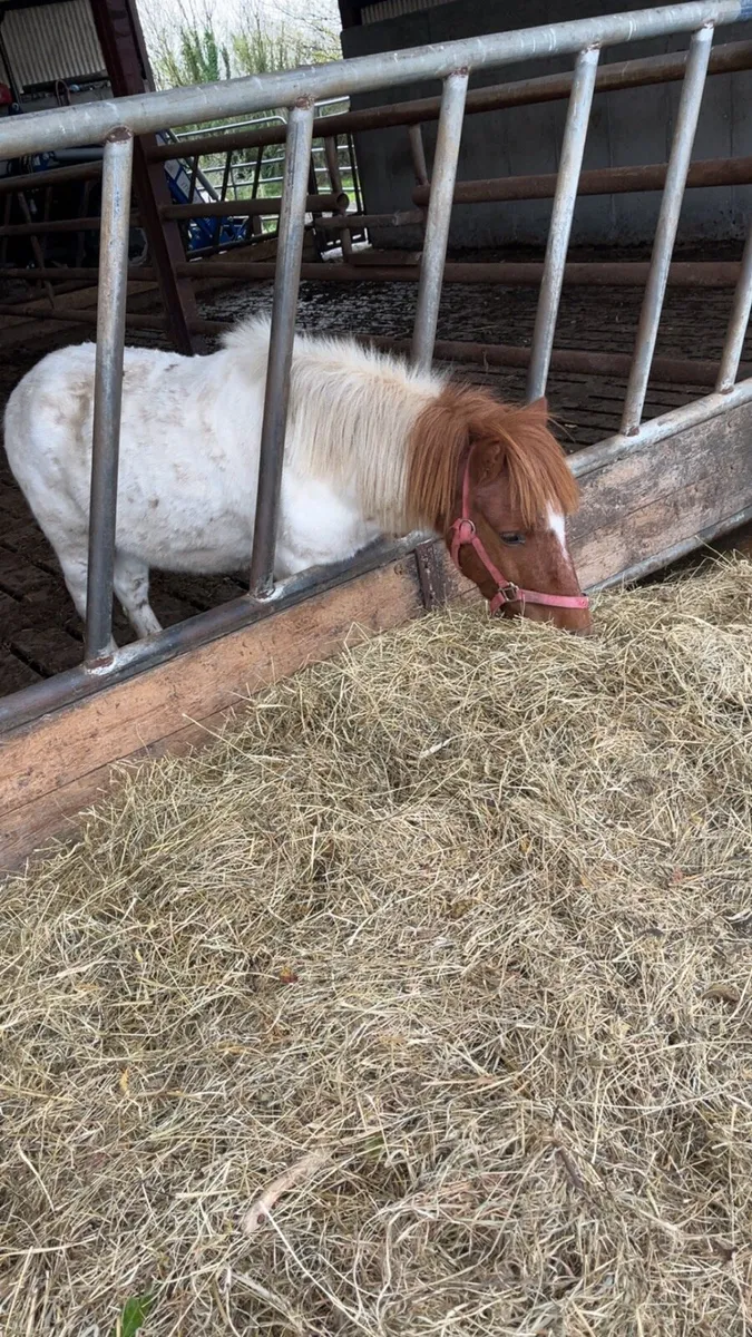 PET / COMPANION SHETLAND GELDING - Image 2
