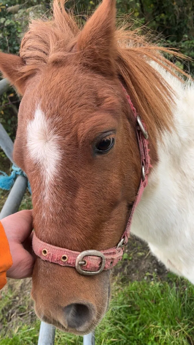 PET / COMPANION SHETLAND GELDING - Image 3