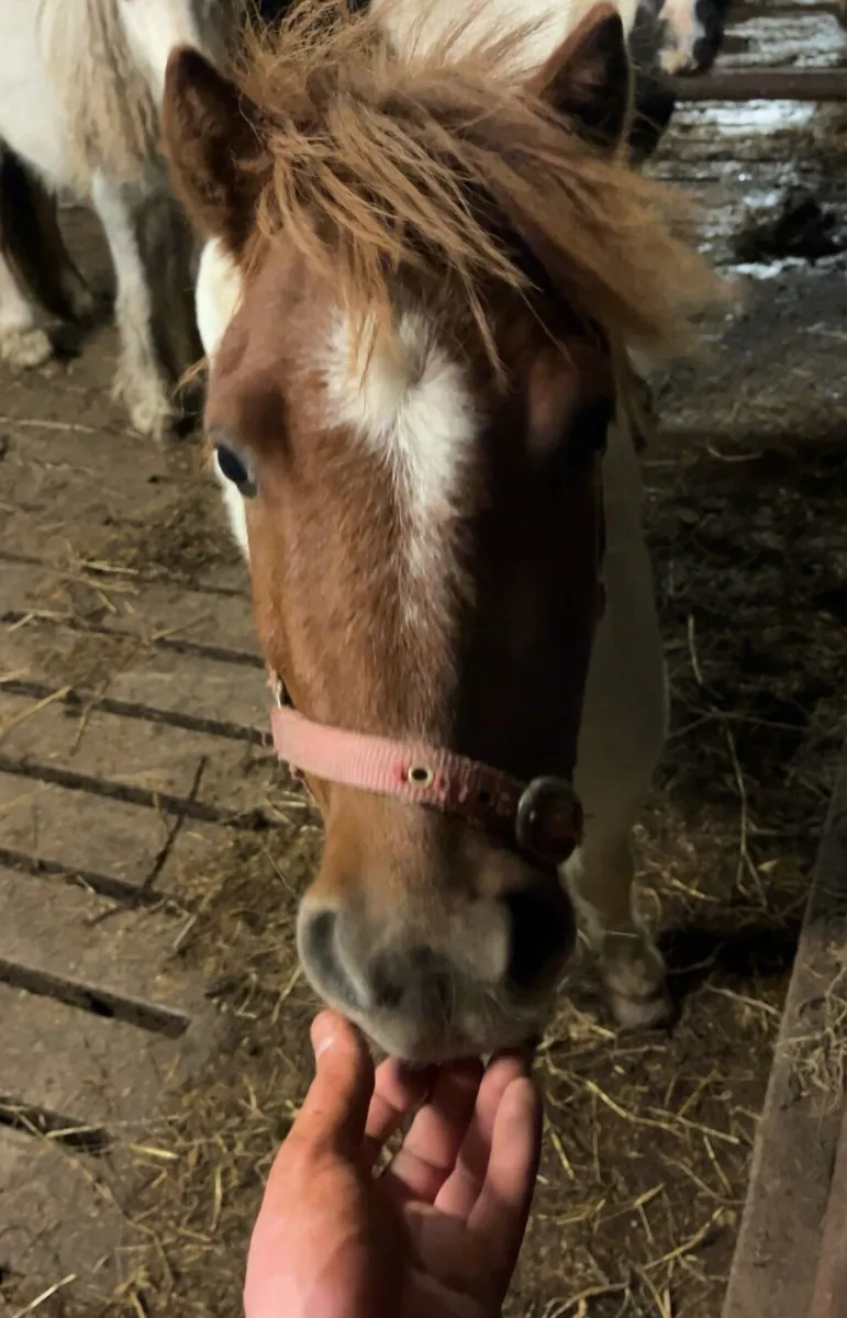 PET / COMPANION SHETLAND GELDING - Image 4