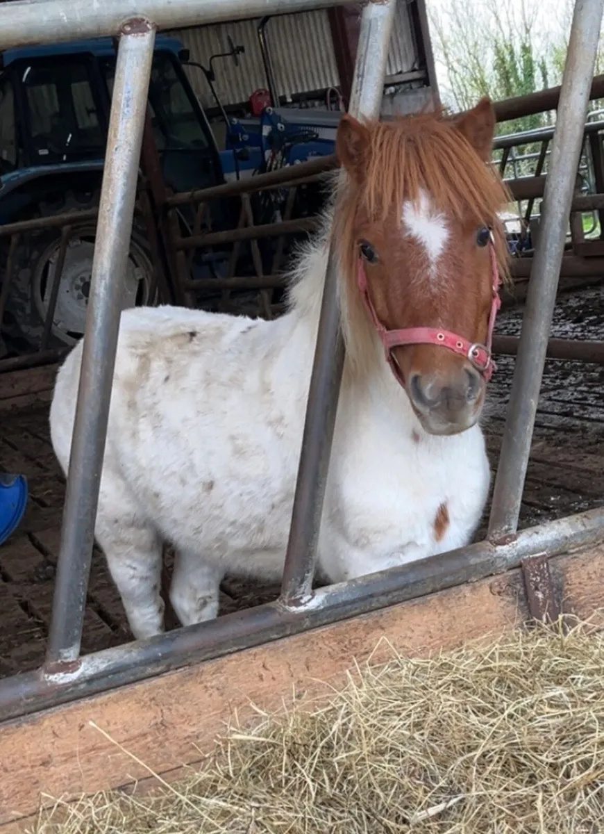 PET / COMPANION SHETLAND GELDING - Image 1