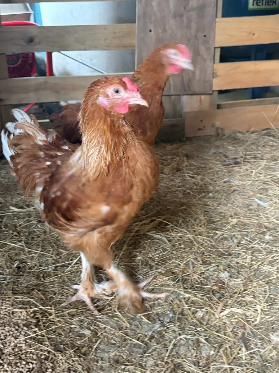 Cockerel
