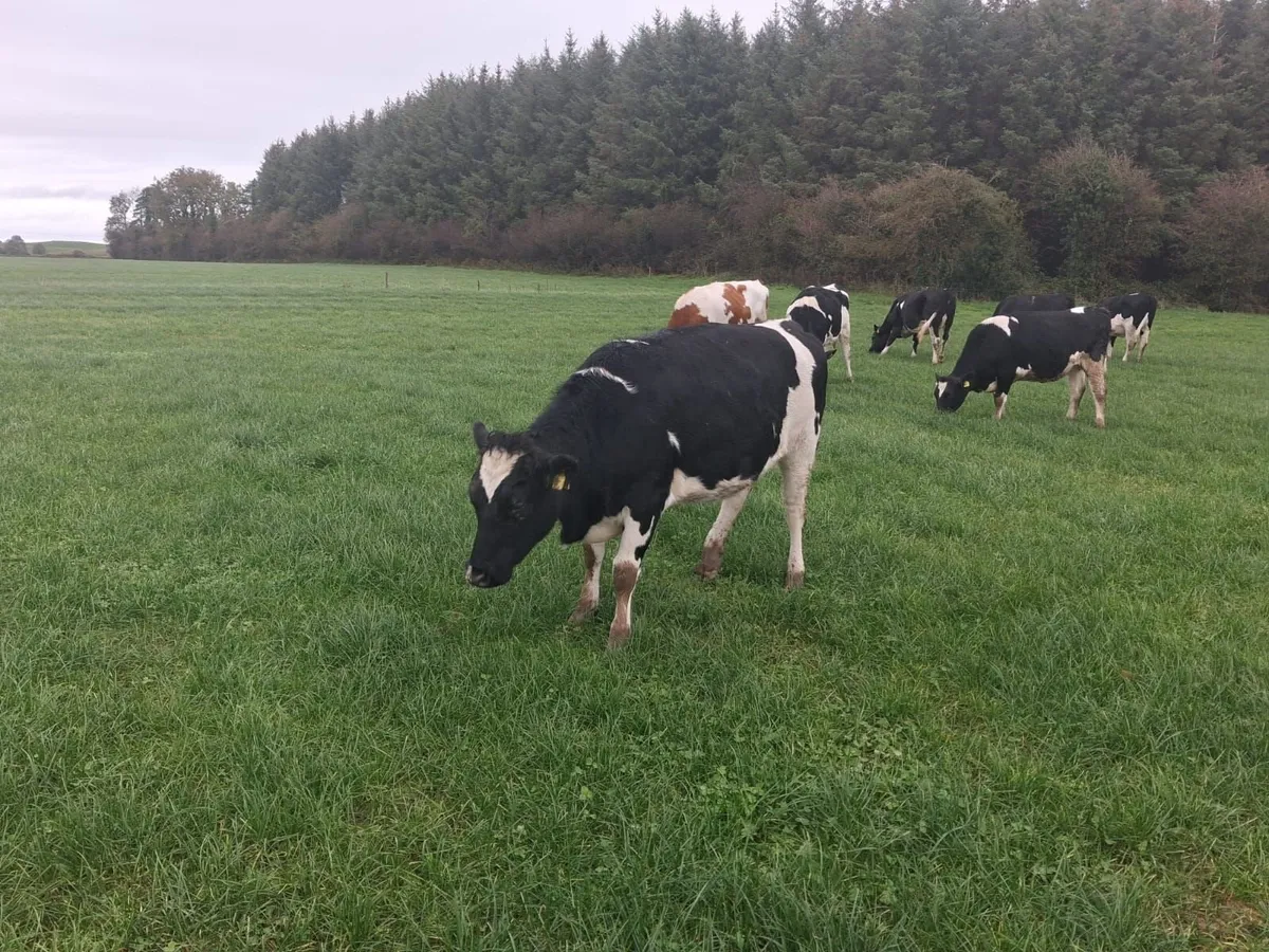 Incalf fr heifers - Image 4