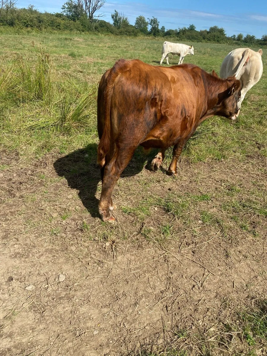 Bull - Image 1