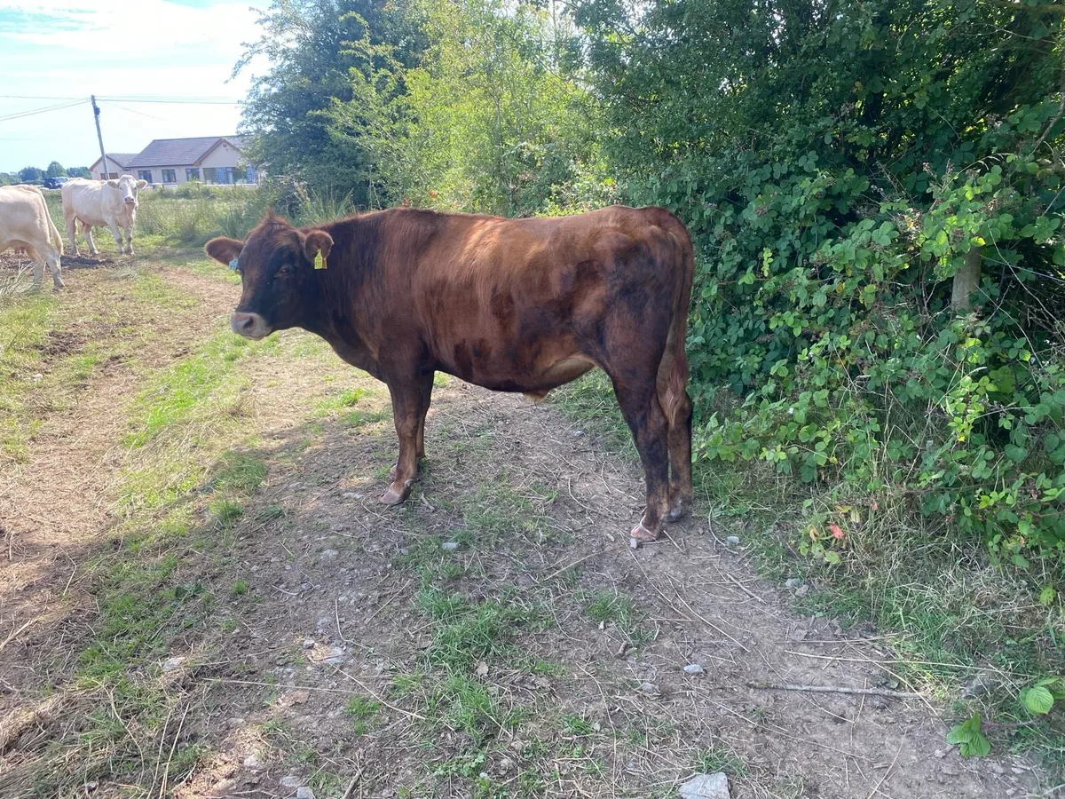 Bull - Image 2