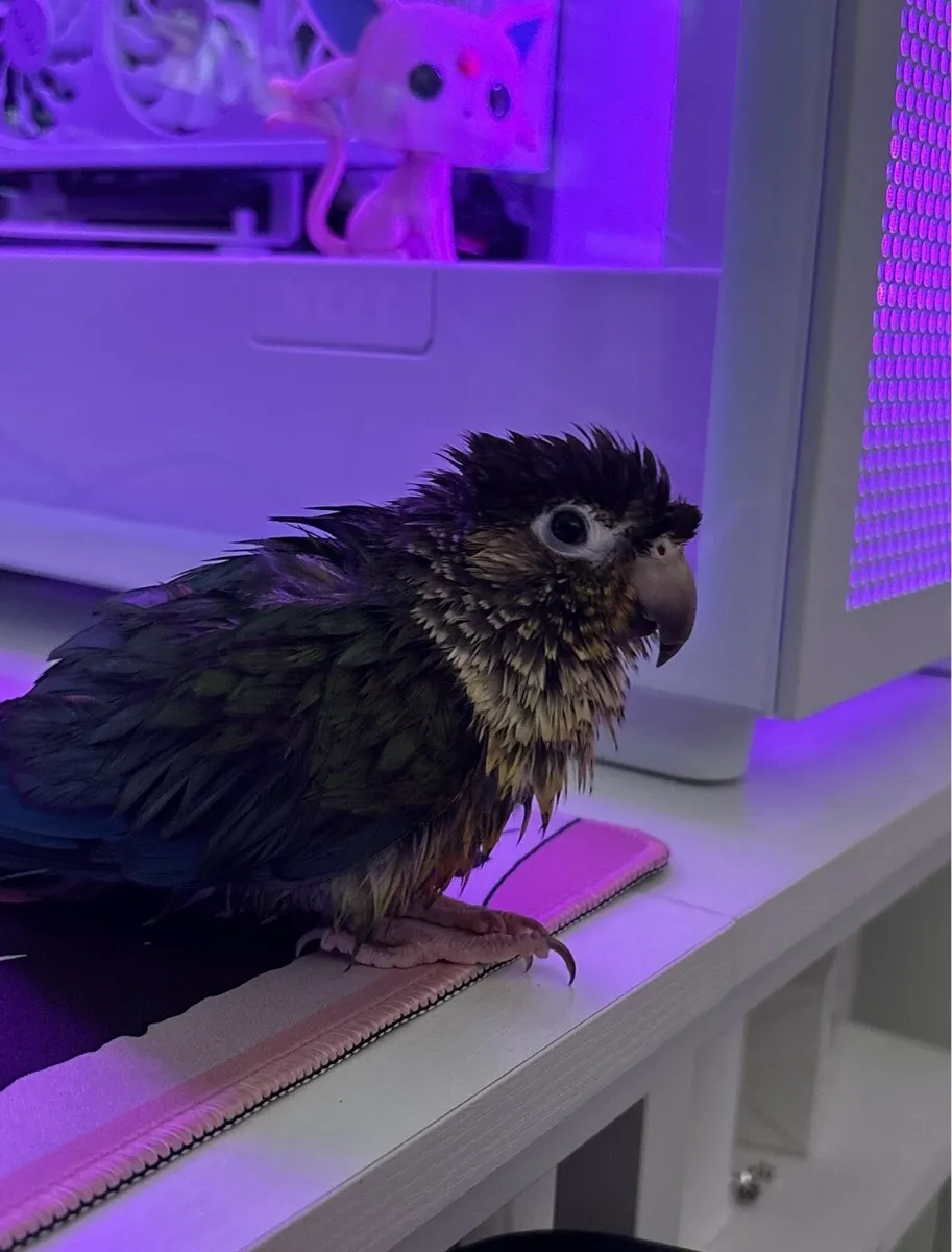 Tame Green Cheek Conure - Image 4